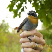 KRCA, Cape Robin, bird ringing